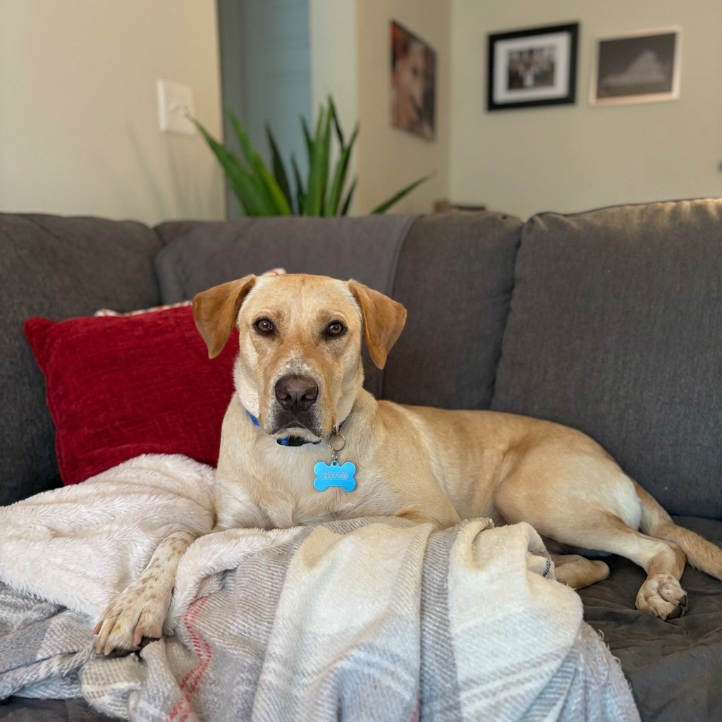 Yellow labrador named Milo lounging on the couch under a blanket