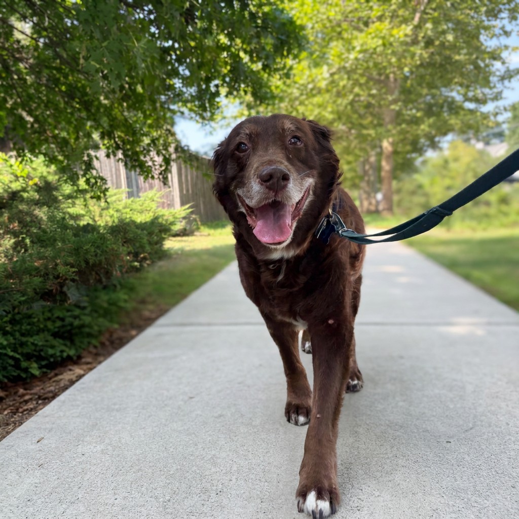 Chocolate senior dog smiling on a leafy sidewalk walk