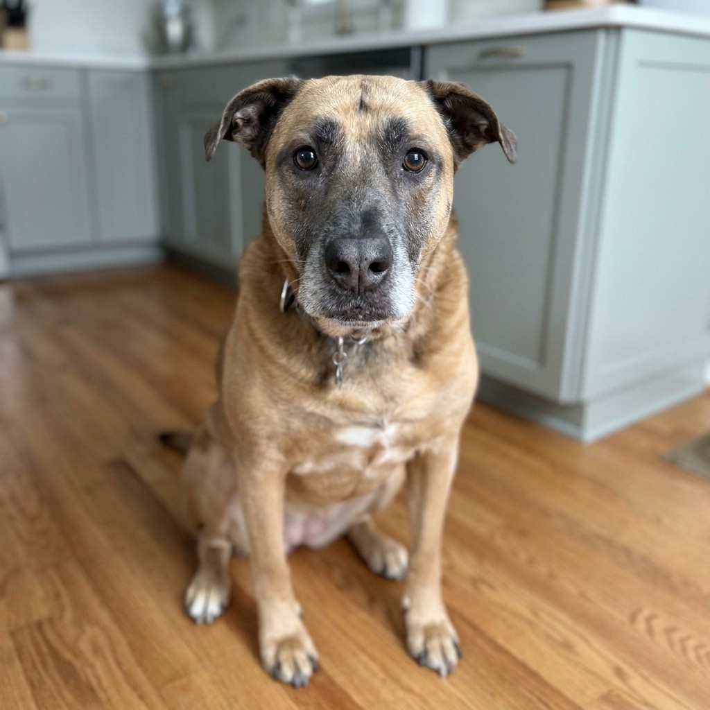 Senior tan shepherd mix sitting in the kitchen waiting for dinner
