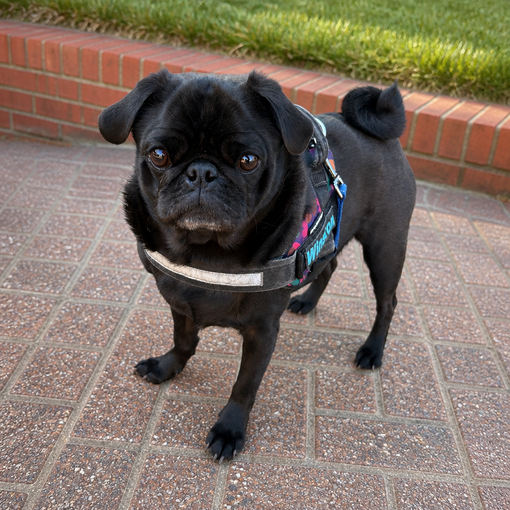 Black pug in a harness out on a brick walkway