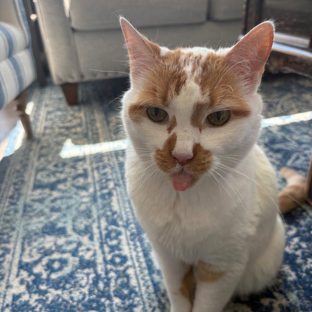 Ginger and white cat sitting on a blue rug with a cheeky tongue out
