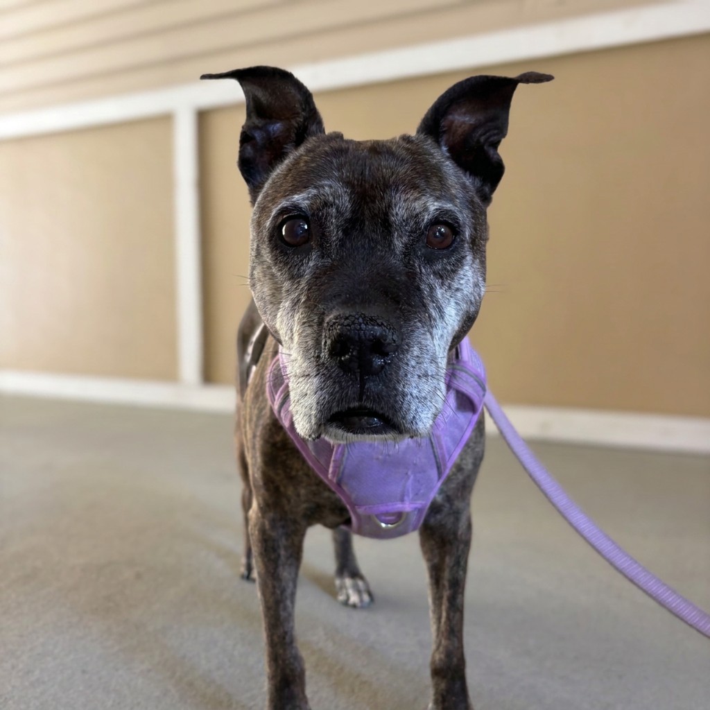Senior brindle dog in a purple harness on a walk