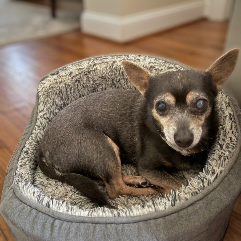 Senior chihuahua curled up in a cozy bed by the fireplace