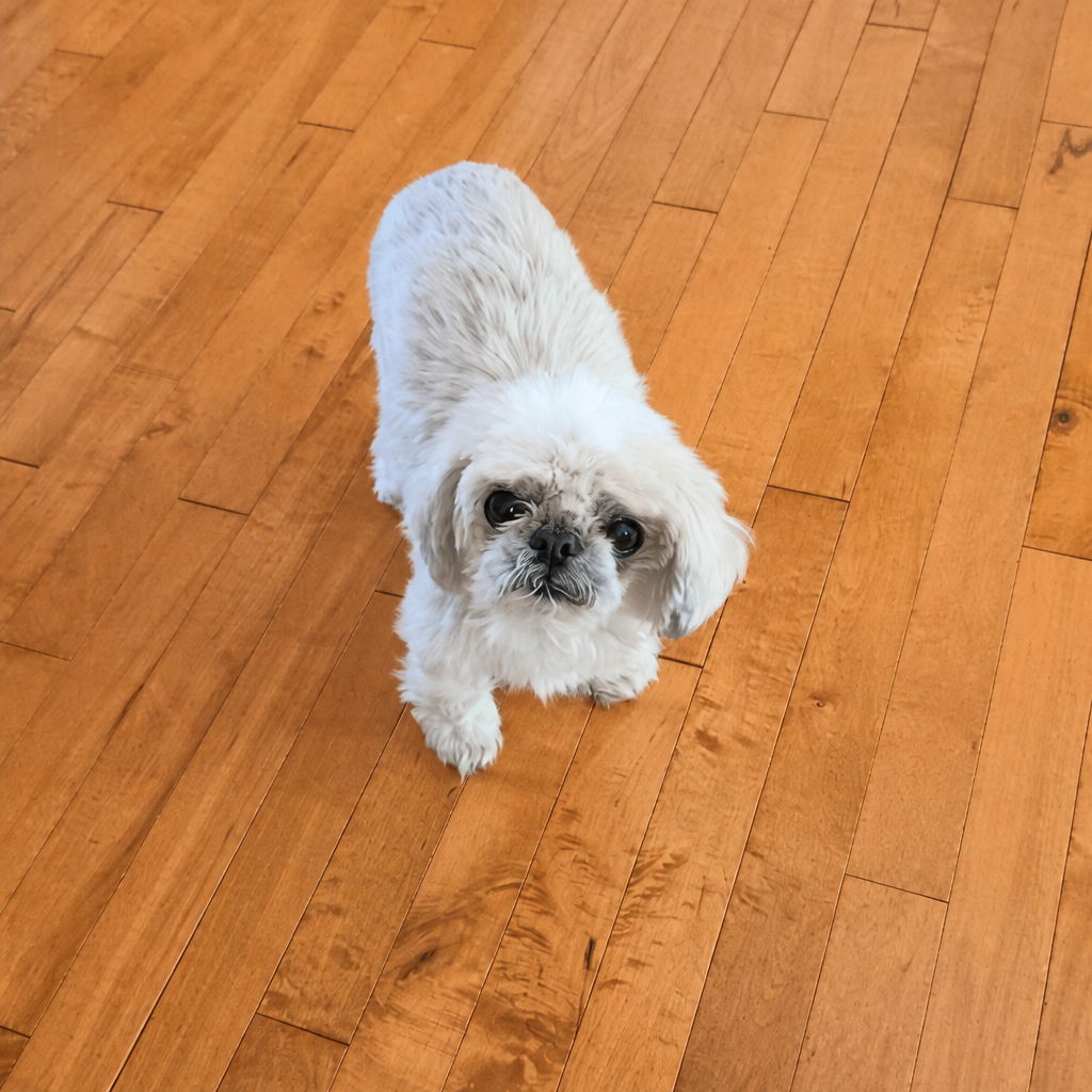 Small white shih tzu looking up on hardwood floors at home
