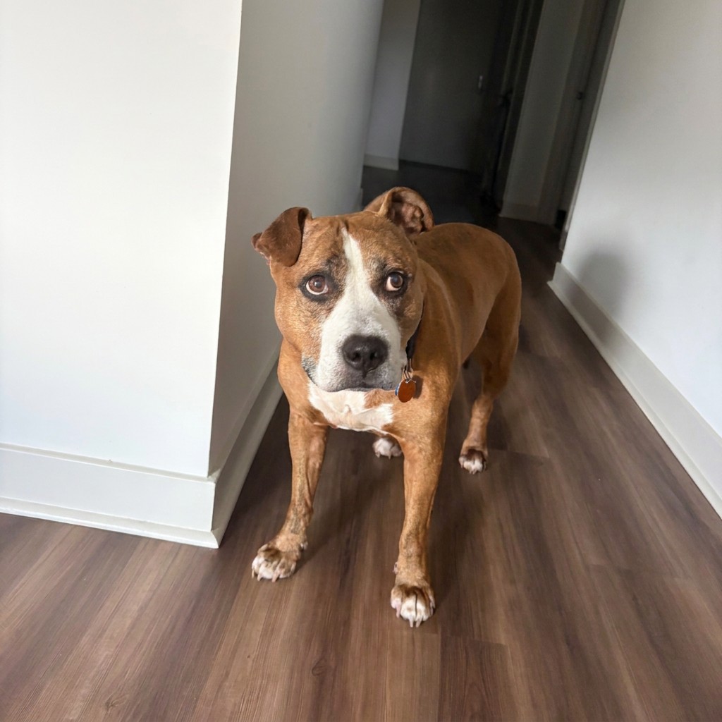 Brown and white boxer mix standing in the hallway at home