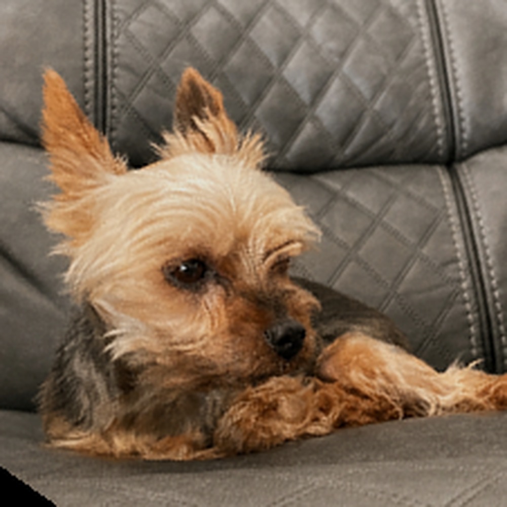 Yorkshire terrier relaxing on the couch at home