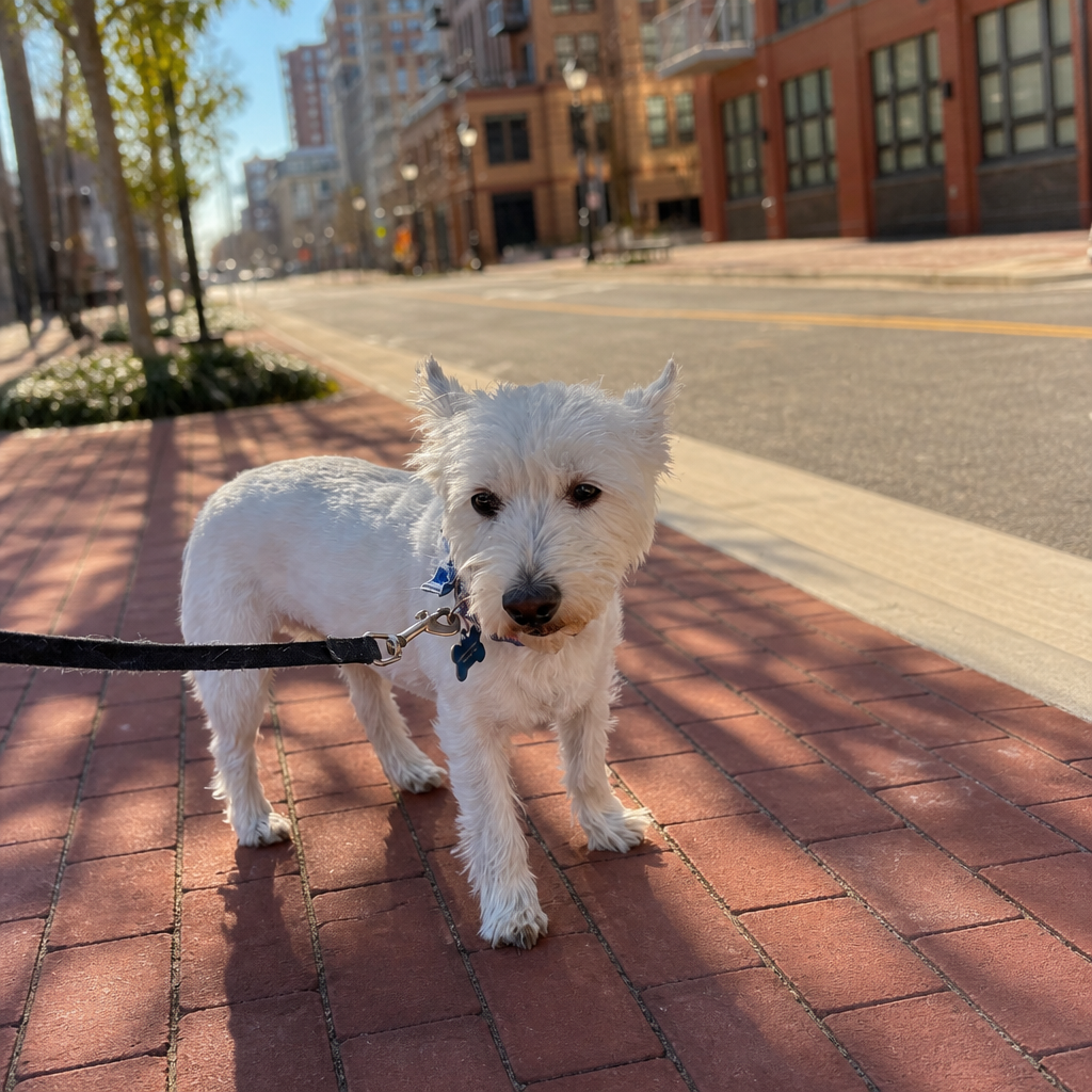 White terrier mix on a leash walk along a sunny brick sidewalk