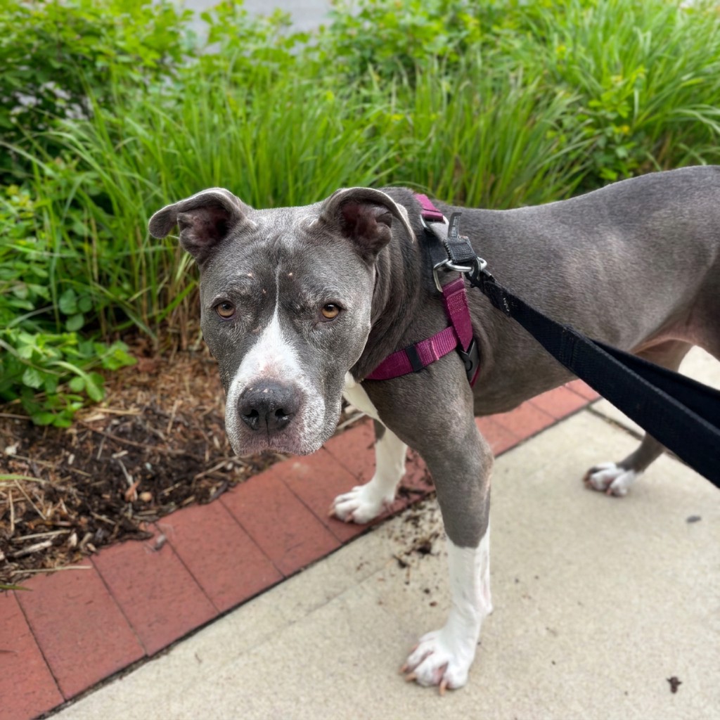 Grey and white pit bull mix out on a neighborhood walk