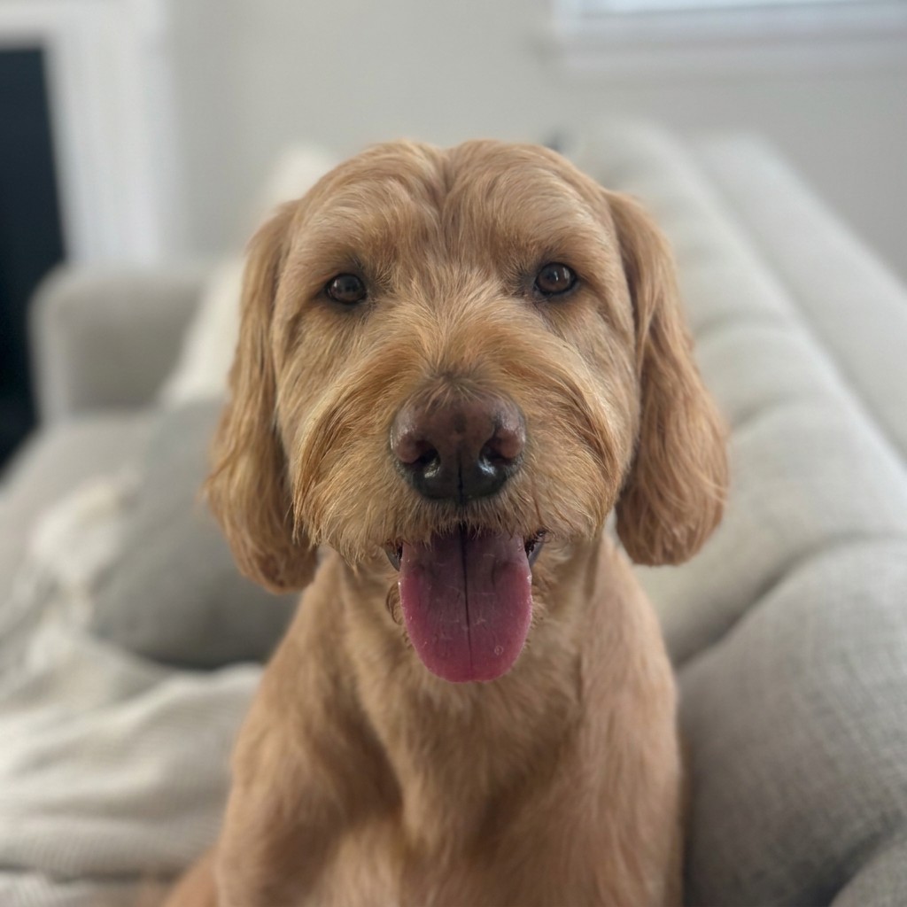 Happy goldendoodle smiling on the couch