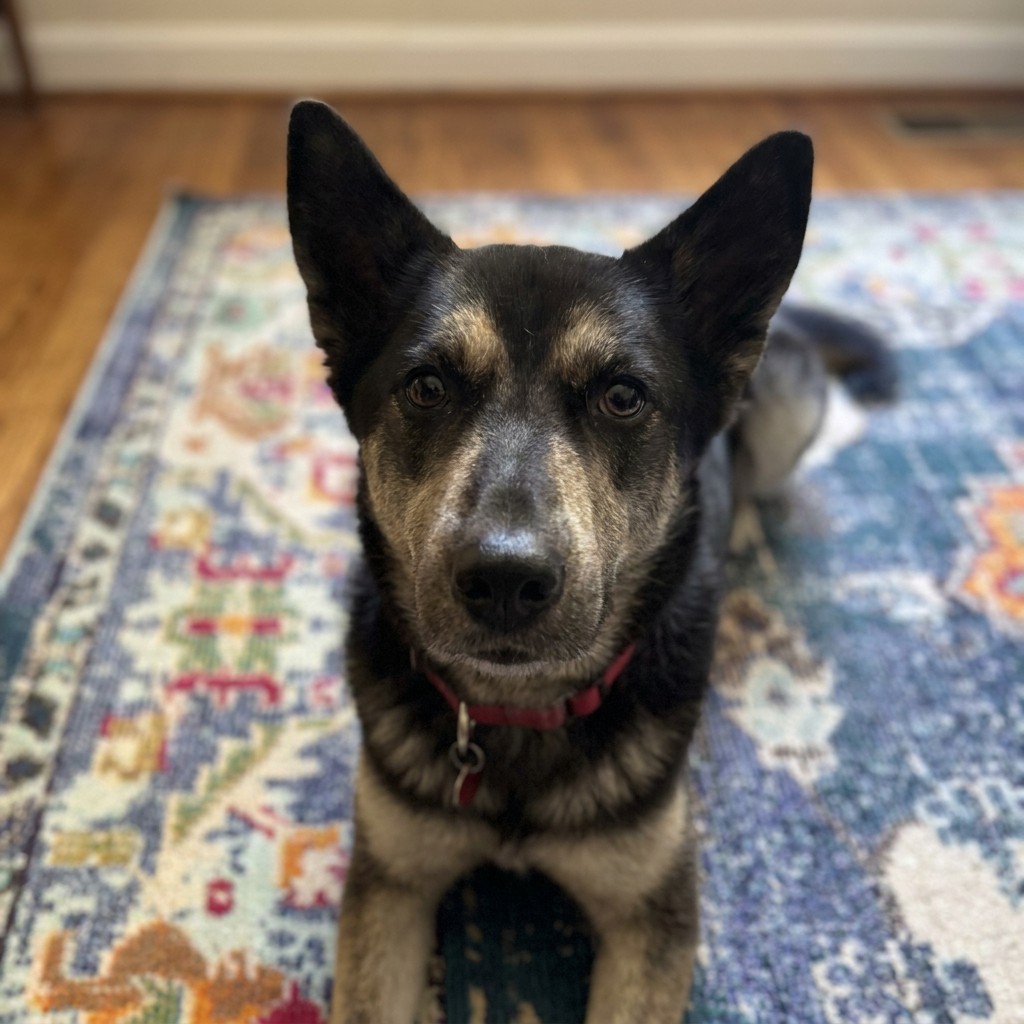 Shepherd mix lying on a colorful rug surrounded by toys