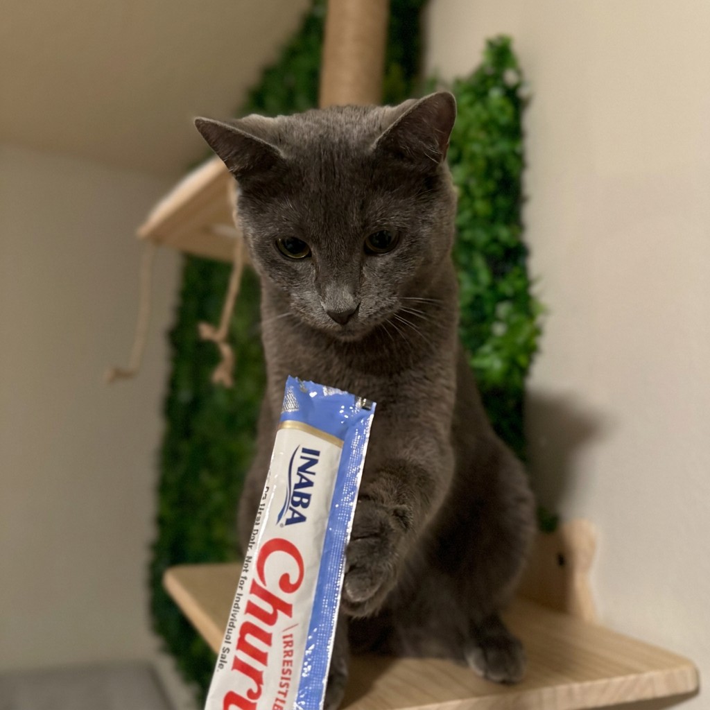 Grey cat reaching for a treat from the top of a cat tree