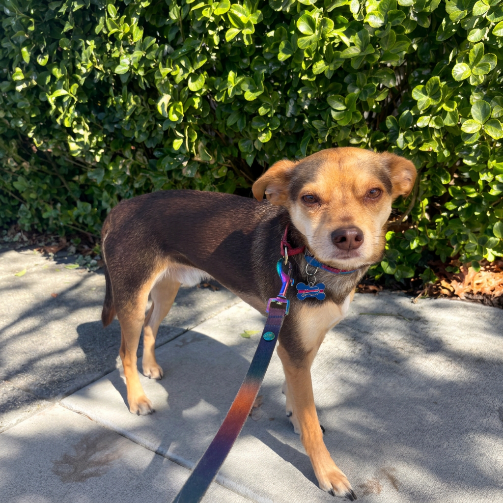 Small beagle chihuahua mix on a sunny sidewalk walk beside a green hedge