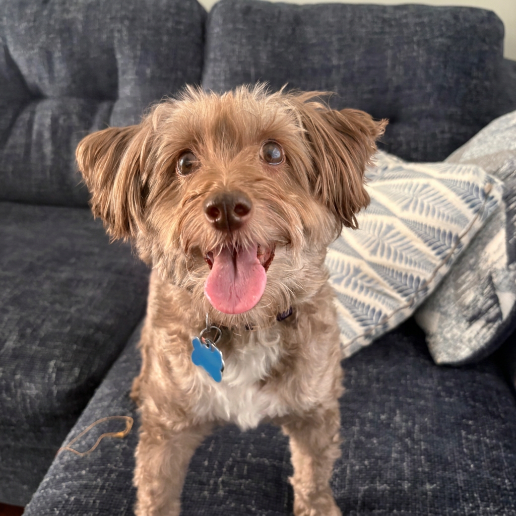 Scruffy brown yorkiepoo sitting on a navy couch