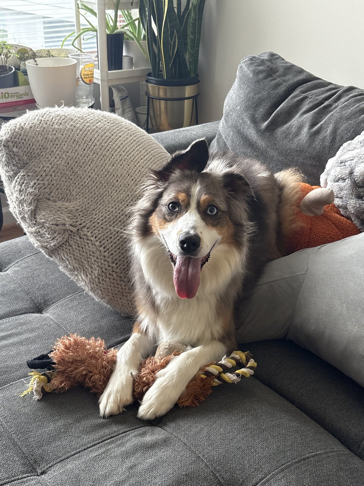 Dog relaxing happily at home on the couch