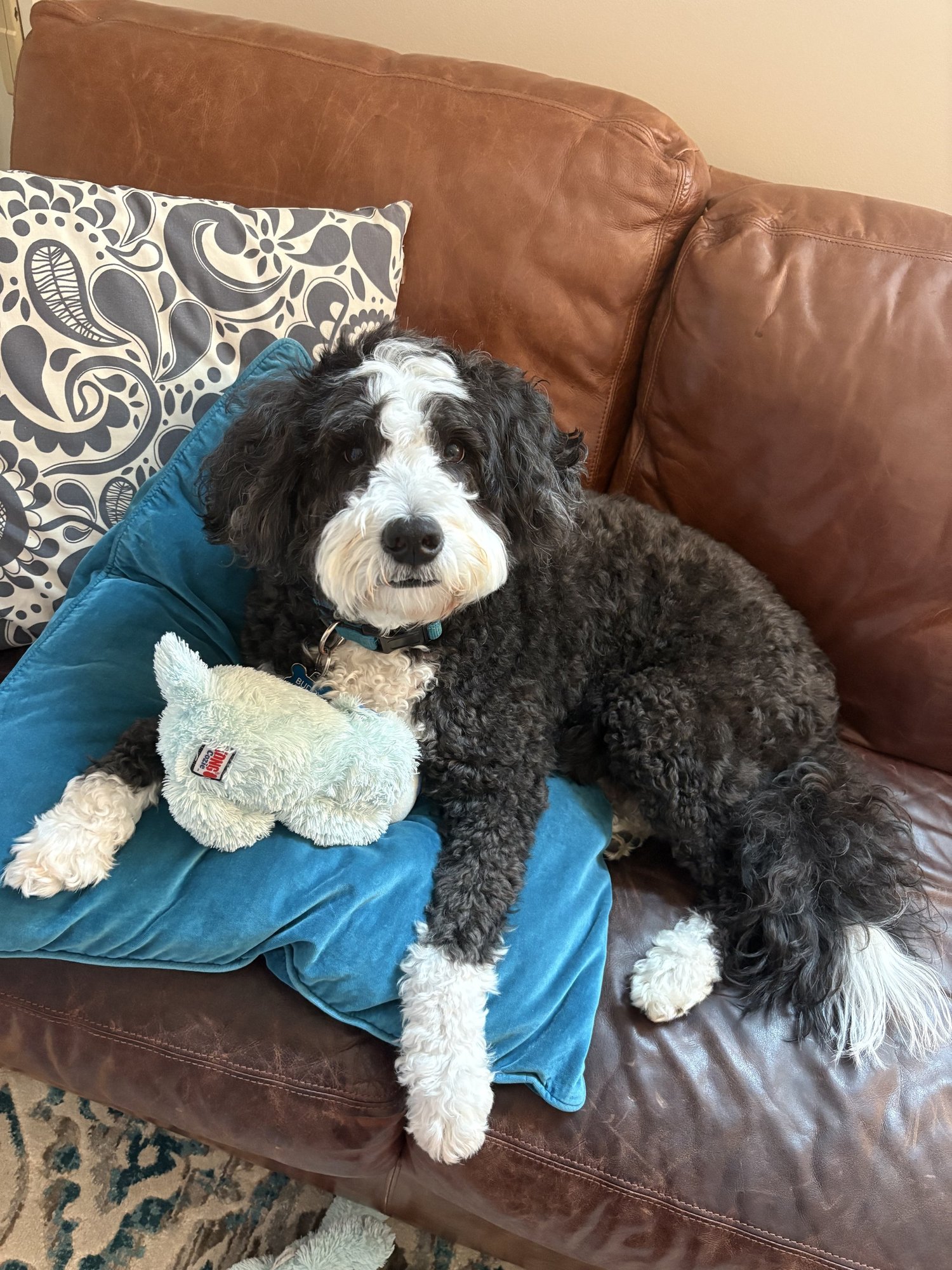 Bernedoodle cuddling a plush toy on the couch