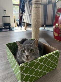 Grey cat sitting happily inside a cardboard box