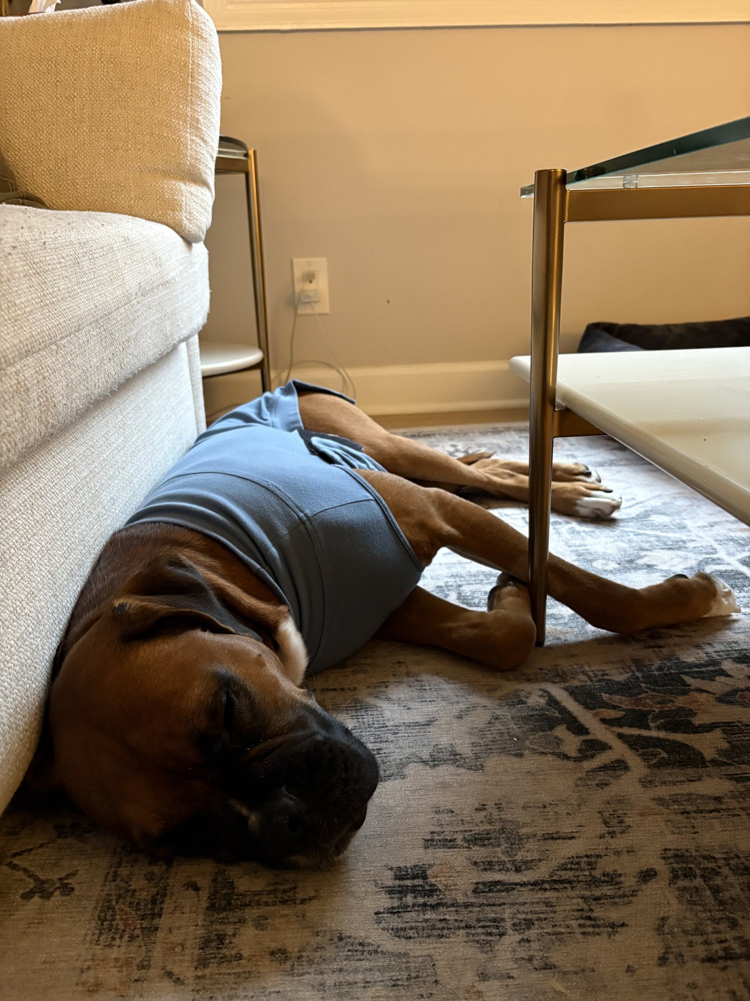 Dog napping comfortably at home