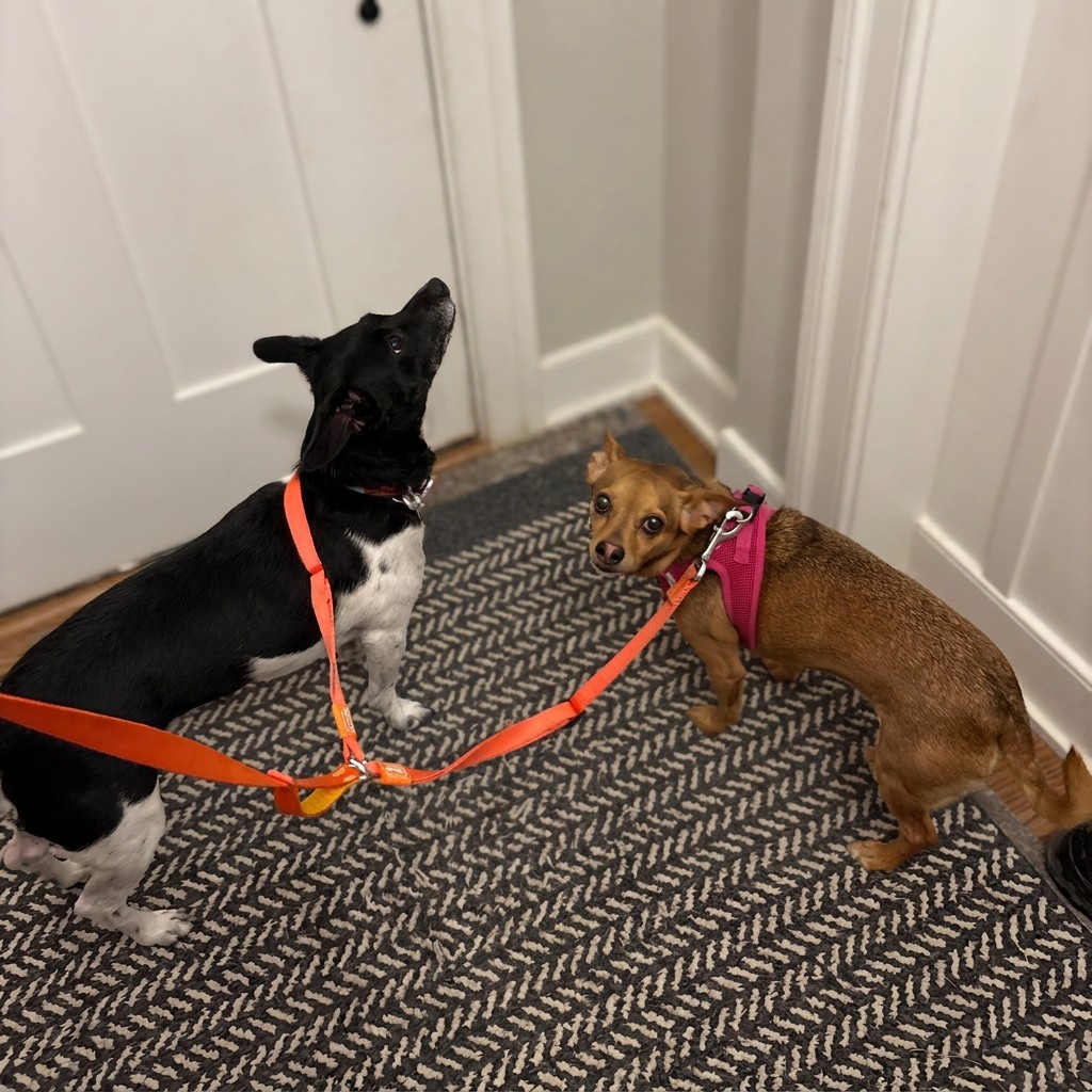 A cat and a small dog exploring the hallway together