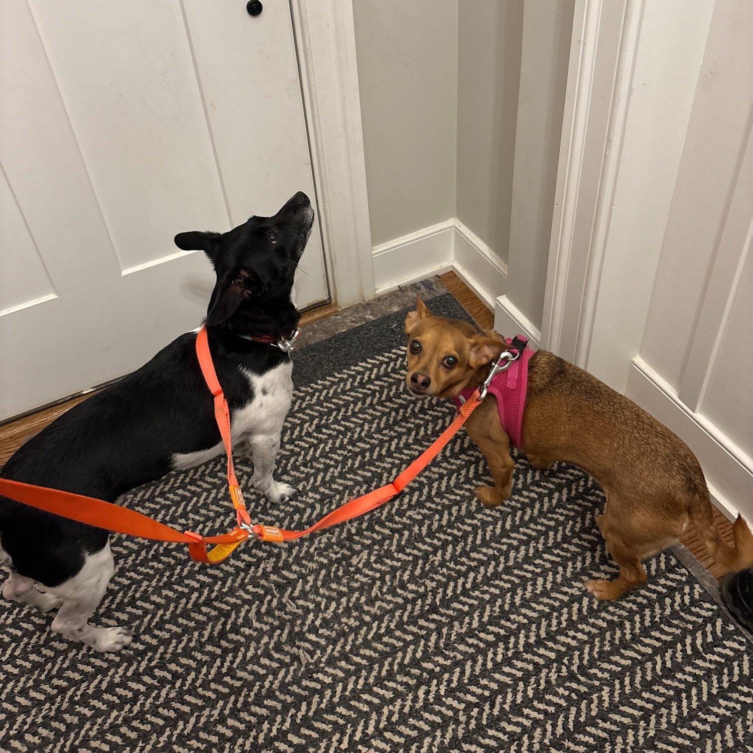 A cat and a small dog exploring the hallway together
