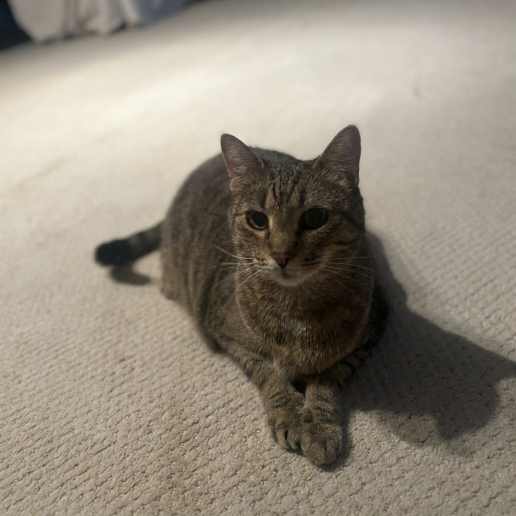 Grey tabby cat sitting in a patch of sunlight