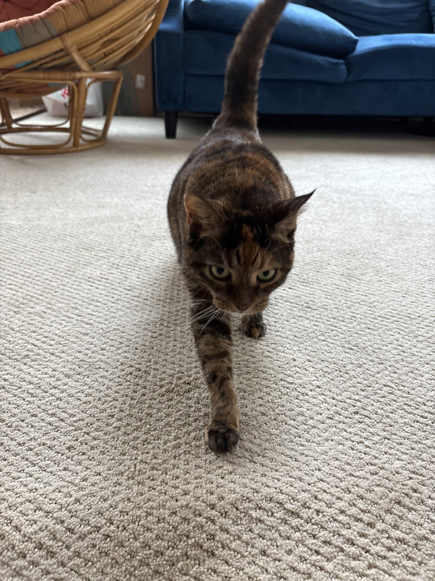 Cat walking through the living room at home