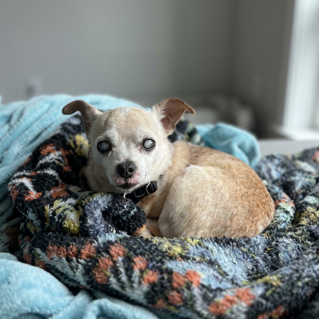 Tiny chihuahua bundled in blankets