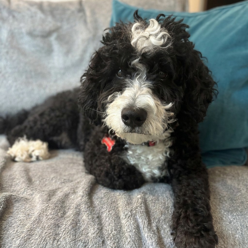 Black and white doodle stretched out on a blanket