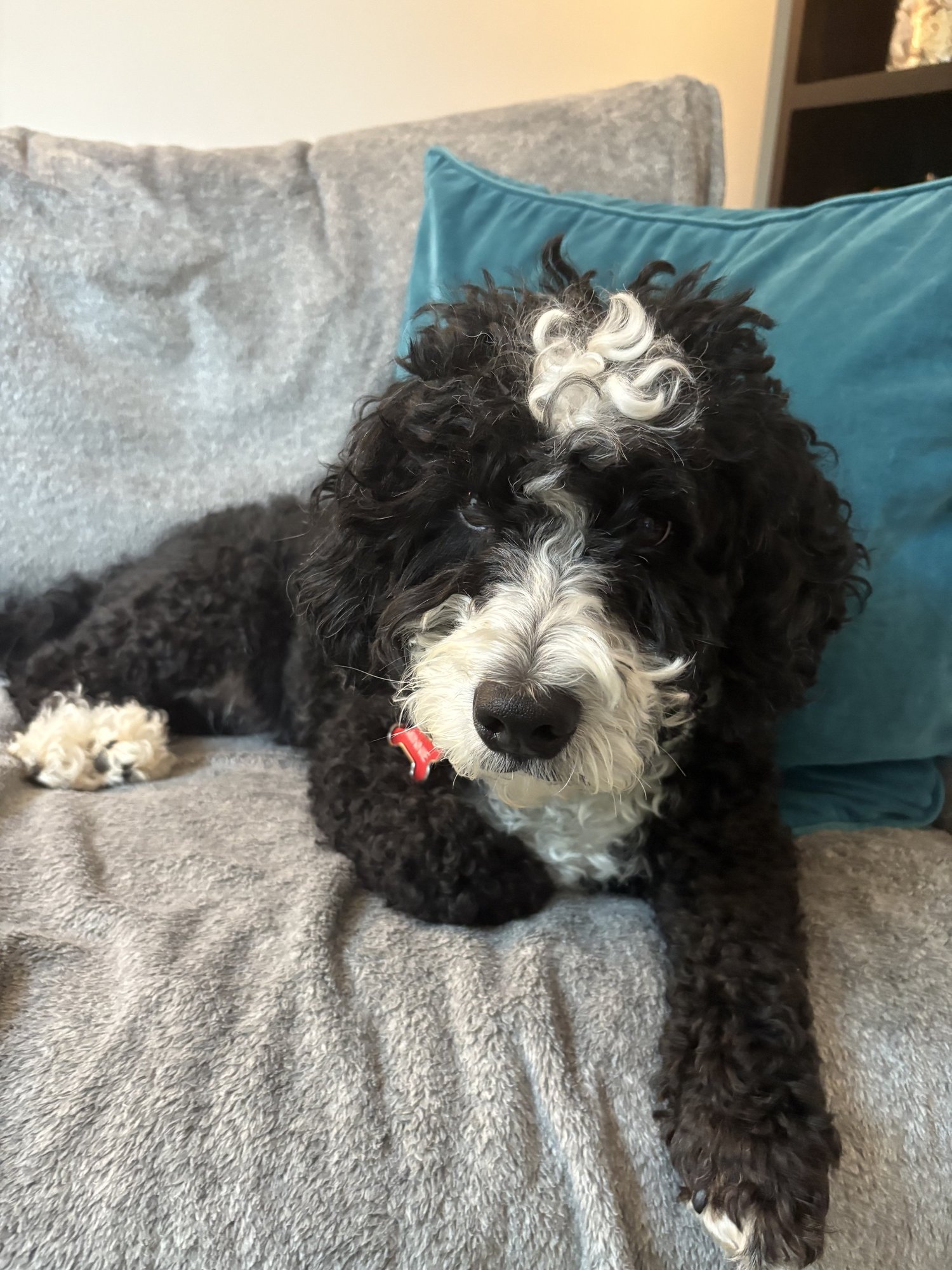 Doodle resting on a blanket at home