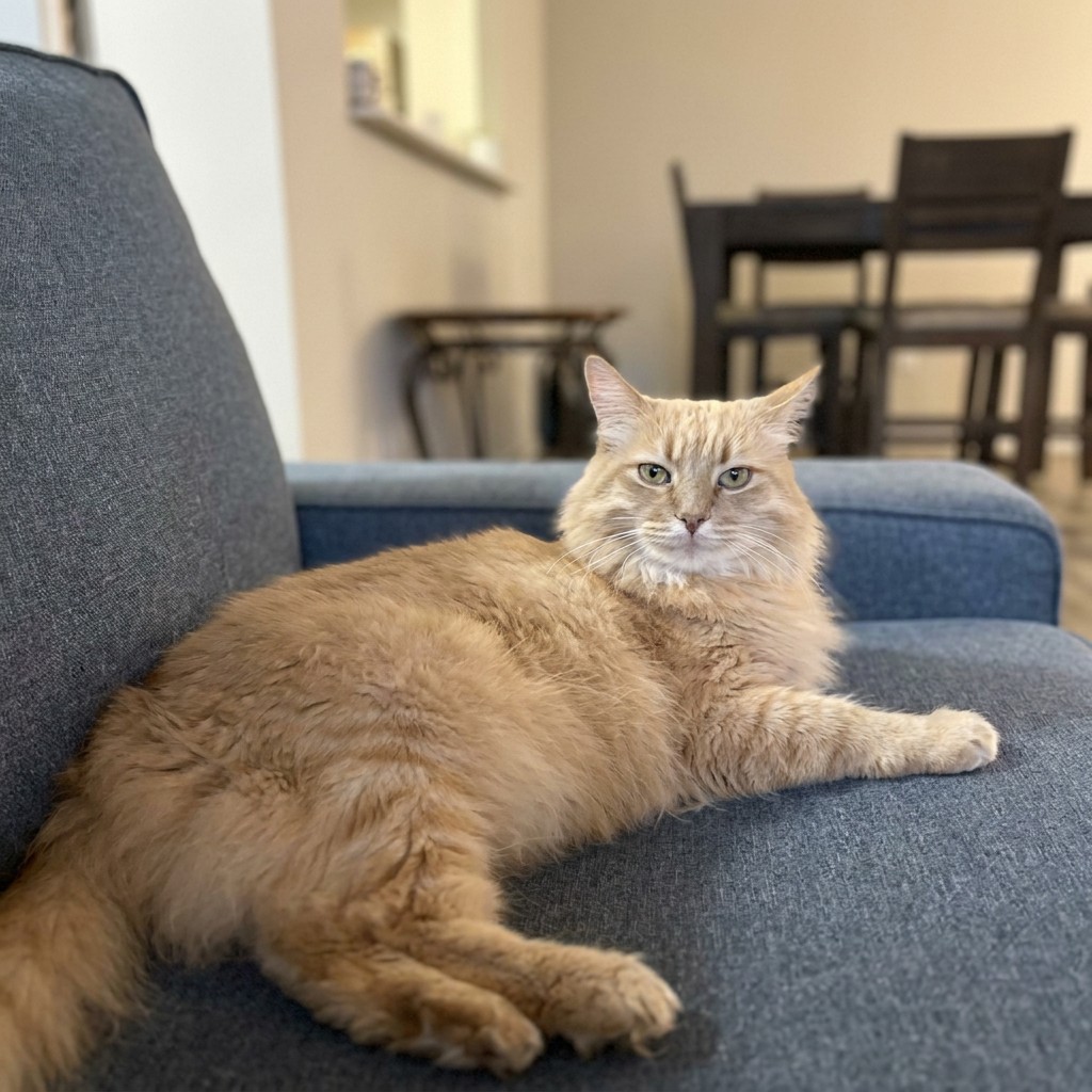 Fluffy orange cat lounging on an armchair