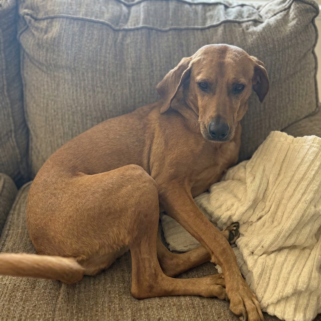 Hound mix curled up on a couch cushion