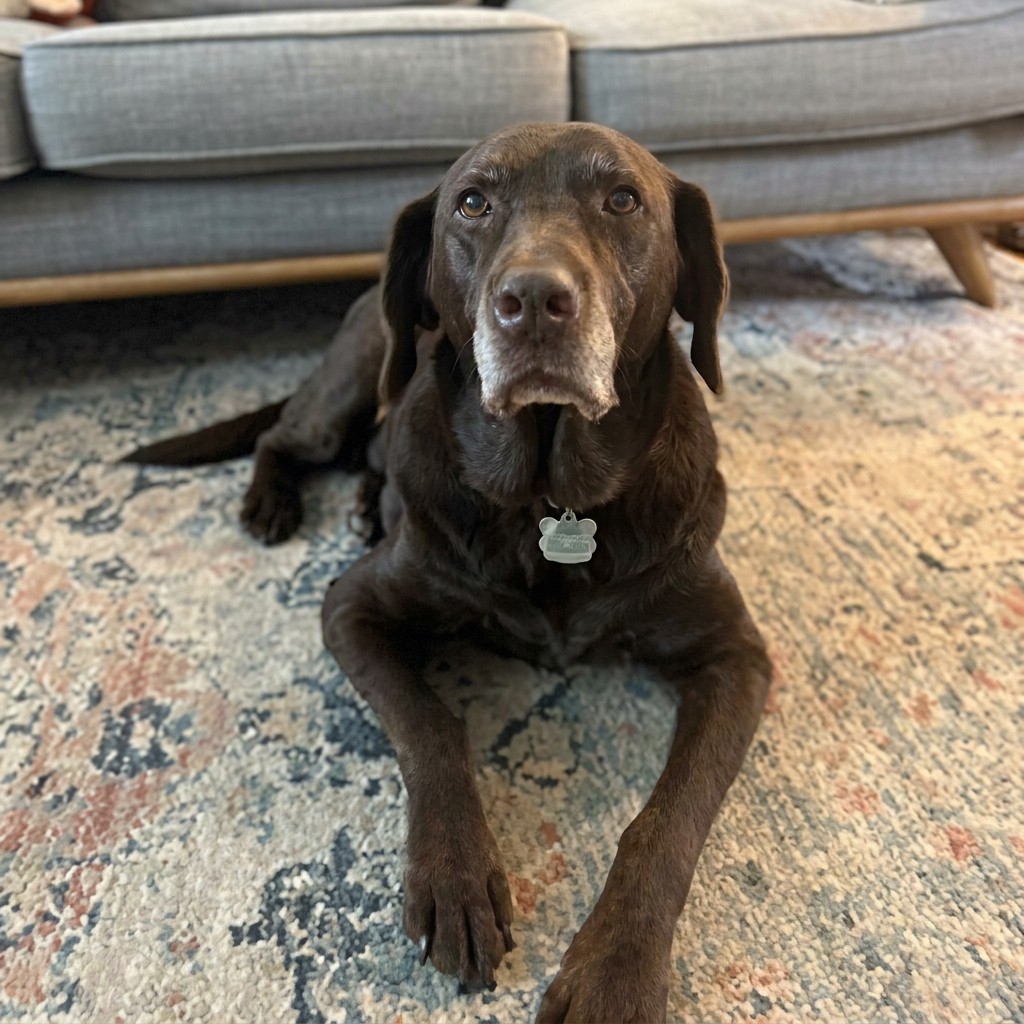 Chocolate lab lying on a living room rug