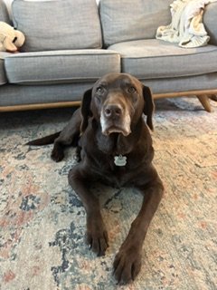 Dog relaxing on a rug at home