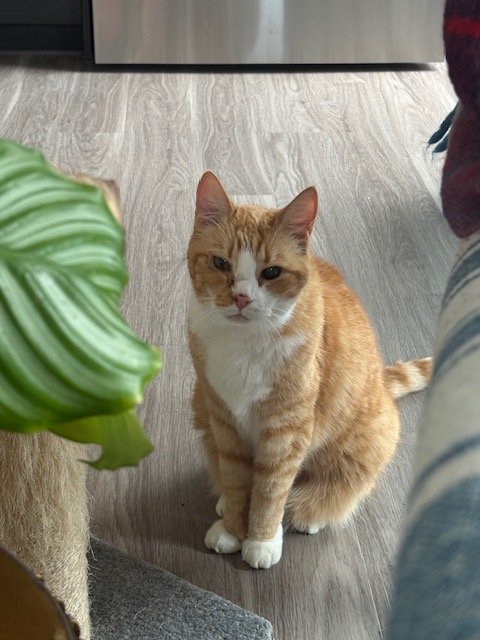 Orange tabby cat perched on a cat tree at home