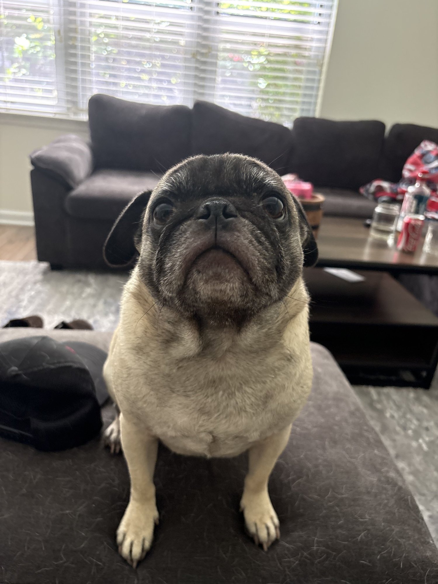 Pug waiting for a treat in the living room