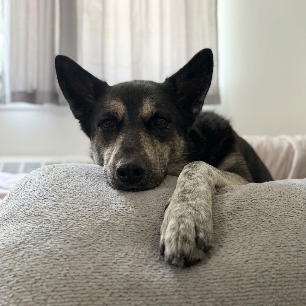 Senior shepherd resting on the bed