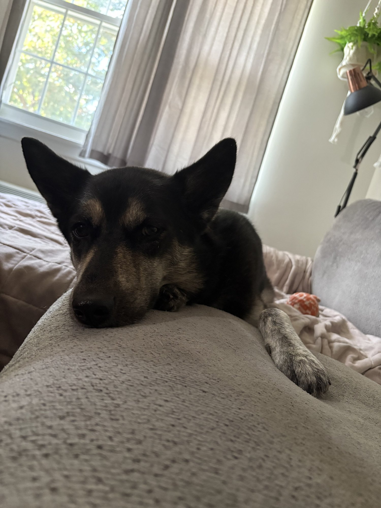 Senior dog resting comfortably on the bed