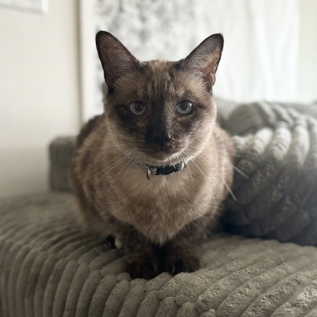 Sphynx cat sitting on an ottoman by the window