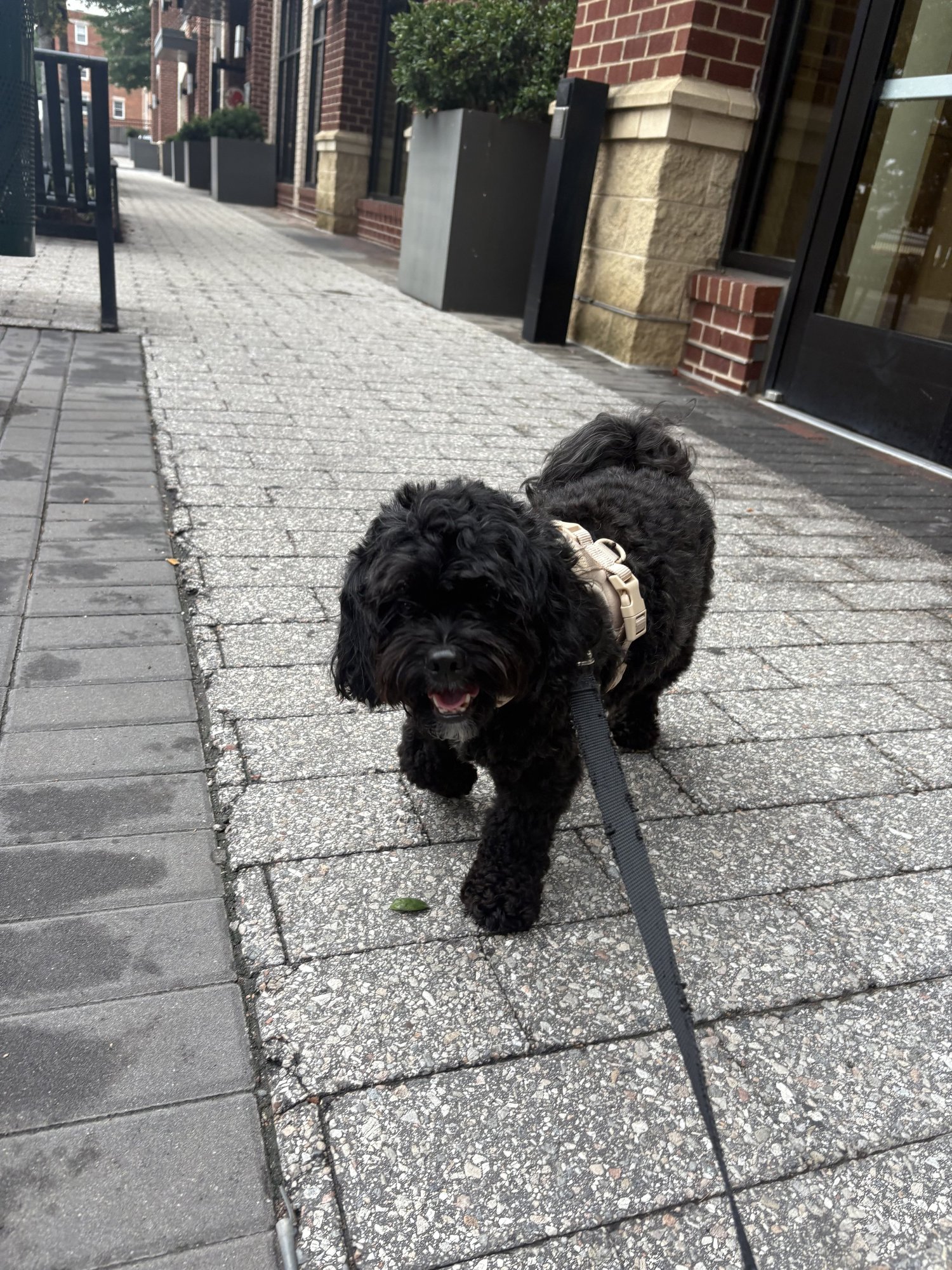 Black doodle out on a neighborhood sidewalk walk