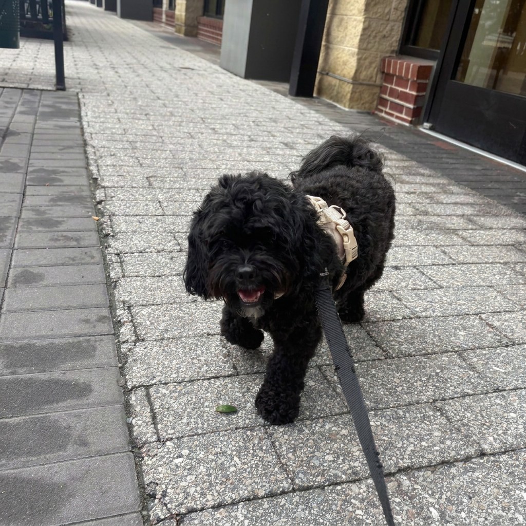 Black doodle out on a neighborhood sidewalk walk