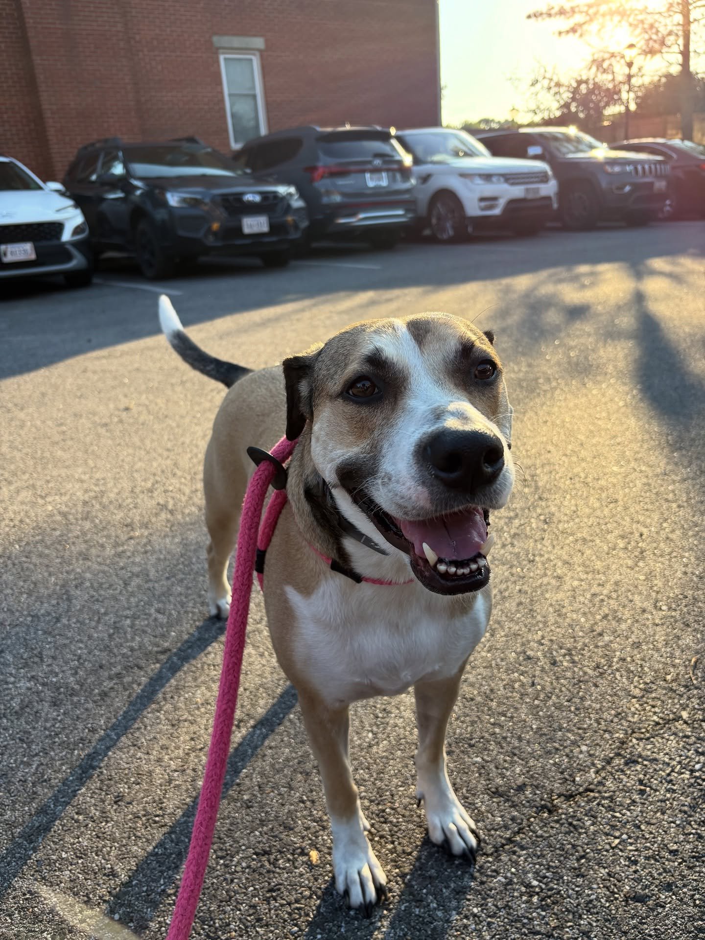 Happy dog out on a walk with their sitter